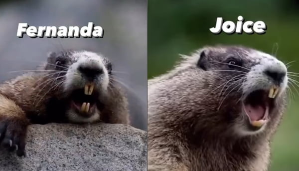 Imagem colorida de meme da marmota gritando nomes - Metrópoles