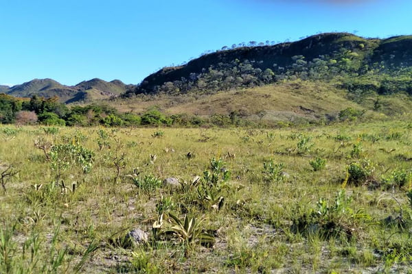 Vegetação nativa do Cerrado em Cavalcante (GO)