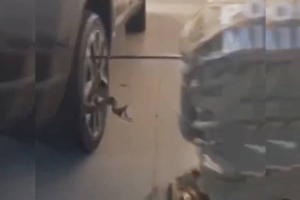 Imagem colorida de vídeo que mostra cobra preparando bote em meio a uma roda de carro