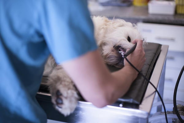 Foto colorida de um cachorro o veterinário - Metrópoles