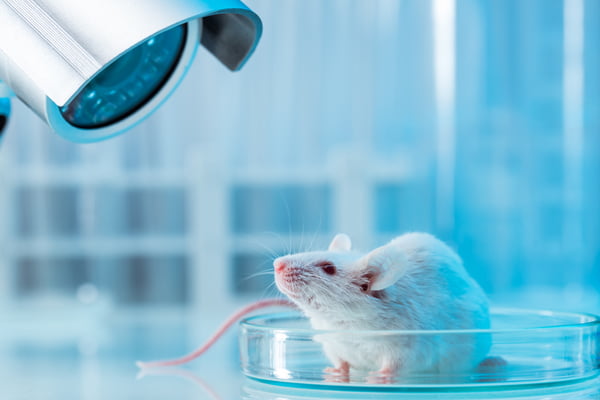 Foto mostra rato branco de olhos vermelhos sendo observado por câmera em laboratório