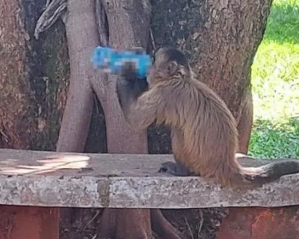 Imagem colorida do macaco caramelo que fica na UFG - Metrópoles