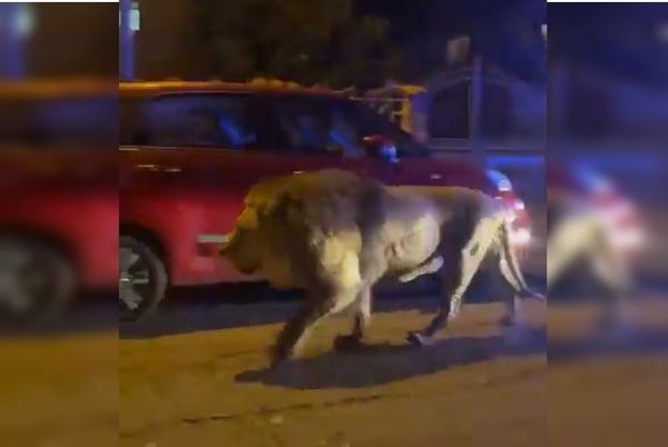 Imagem colorida mostra leão andando pelas ruas