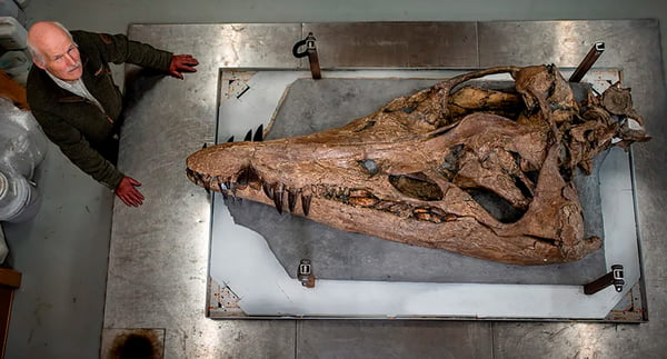 Crânio de pliossauro quase intacto é descoberto na Costa Jurássica de Dorset