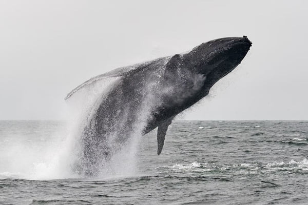 Baleia saindo da água do mar foto preto e branco