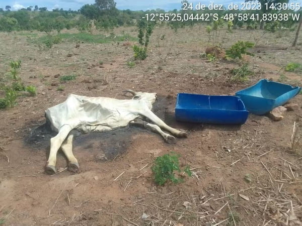 Bois morrem por causa de seca