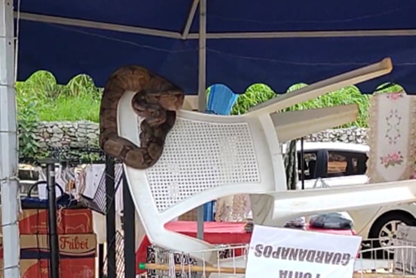 Imagem colorida mostra cobra sucuri encontrada em feira de artesanato - Metrópoles
