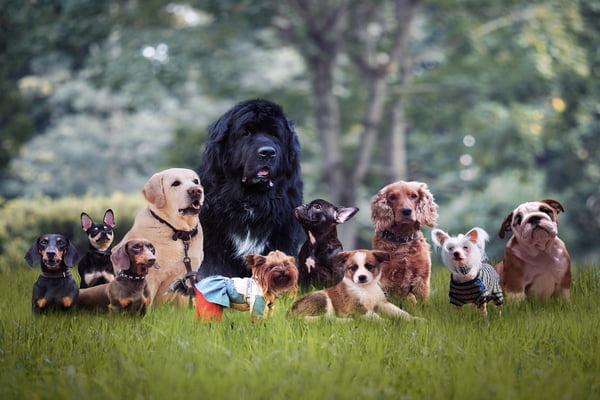 Foto colorida de várias raças de cachorro - Metrópoles