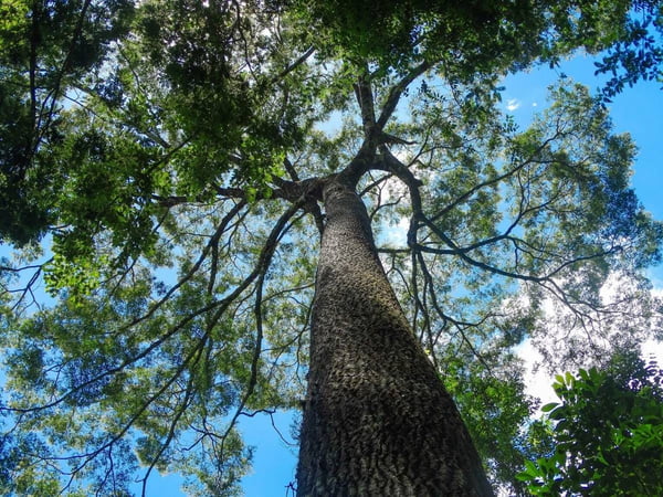 Cientistas brasileiros desenvolvem ‘fórmula’ para o crescimento rápido de árvores nativas