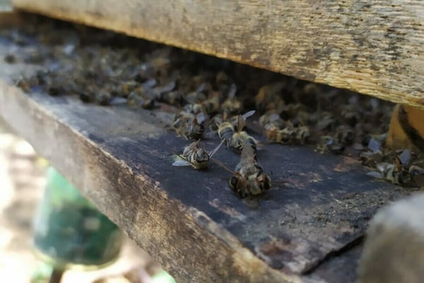 Polícia Civil faz operação para apurar morte de 8,9 milhões de abelhas