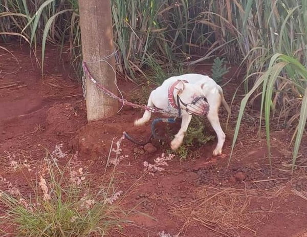 Imagem mostra cachorro da raça pitbull amarrado a um poste em uma estrada de terra no interior de São Paulo - Metrópoles