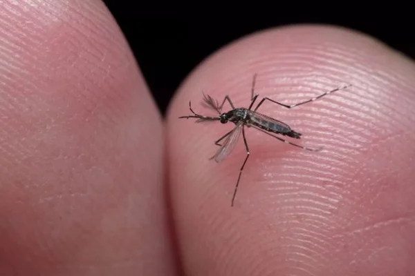 Mosquito da dengue repousa sobre dedo de pele cor branca