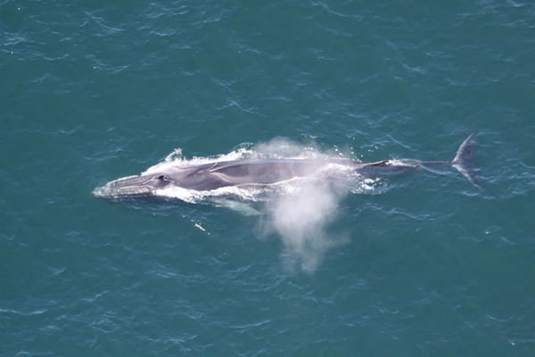 Imagem colorida de baleia no mar - Metrópoles
