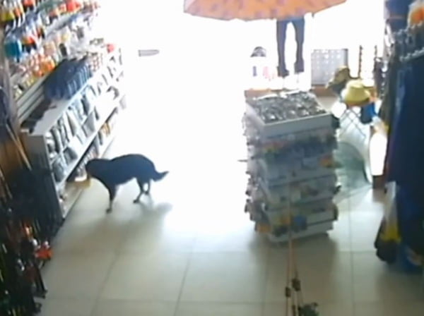 Imagem colorida mostra momento em que cachorro pega um pacote de ração para peixe em uma loja no interior de São Paulo - Metrópoles