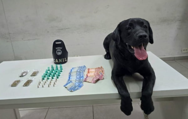 Imagem colorida mostra o cão Sírius, um labrador de um ano e sete meses, ao lado de drogas e dinheiro que ele encontrou em um terreno em Jundiaí, interior de São Paulo - Metrópoles