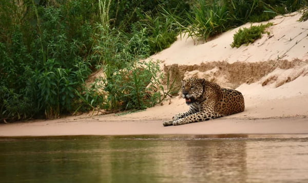 Vídeo: imagens de onça caçando jacaré no Pantanal viralizam