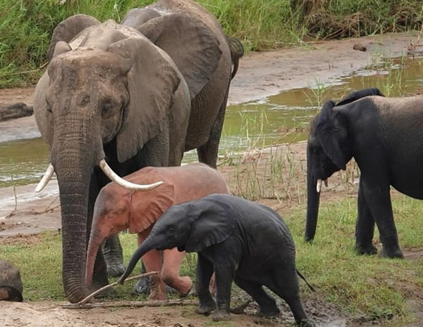 Imagem colorida de elefantes na África - Metrópoles