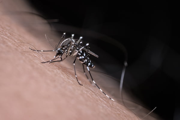 Fotografia mostra um mosquito aedes aegypti, que tem listras brancas e corpo preto, picando a pele de uma pessoa - Metrópoles
