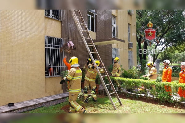 Imagem colorida de bombeiros resgatando um cachorrinho de um apartamento na Asa Sul - Metrópoles