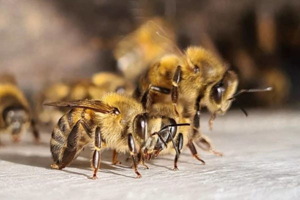 Imagem colorida de abelhas. Metrópoles