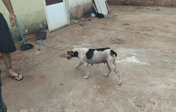 foto colorida de flagrante de maus-tratos a duas cadelas em Teodoro Sampaio (SP); tutor foi multado pela Polícia Ambiental - Metrópoles