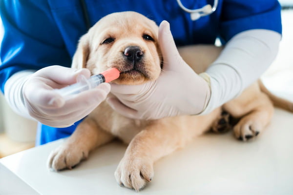 filhote de cachorro recebendo medicamento