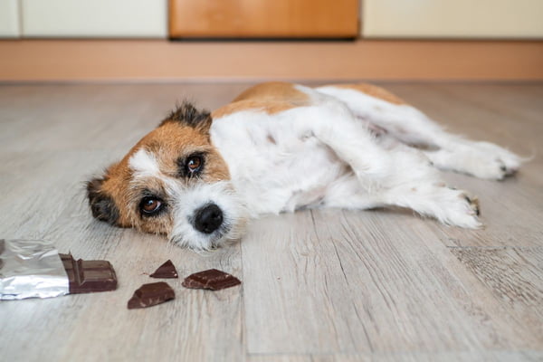 Foto colorida de um cachorro e um chocolate - Metrópoles