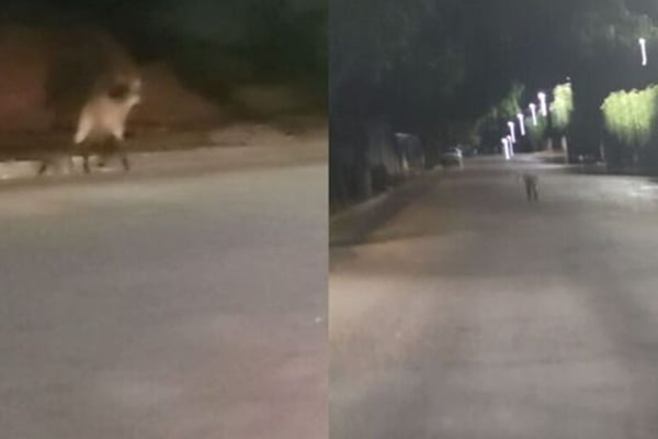 Foto colorida de lobo-guará andando nas ruas de Mato Grosso do Sul - Metrópoles