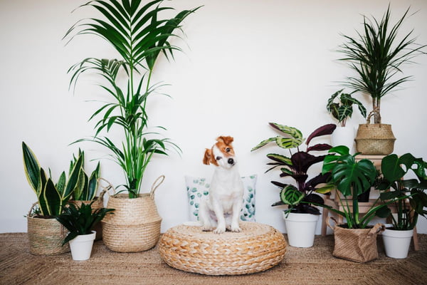 cachorro cercado por diferentes plantas