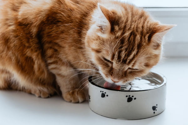 gato tigrado bebendo água