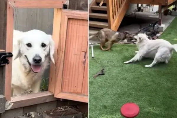 Vizinhos instalam alçapão na cerca para que os cachorros possam brincar