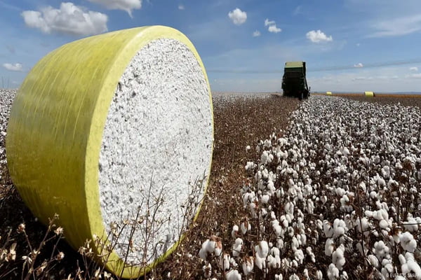 Imagem colorida de lavoura de algodão - Metrópoles