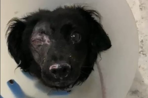 Foto colorida da cara de cachorro vira lata preto, cego do olho direito - Metrópoles