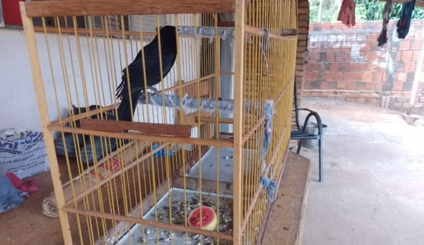 foto colorida de aves silvestres encontradas em cativeiro em Adamantina (SP) - Metrópoles