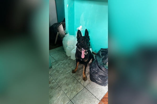 Imagem colorida mostra cão policial ao lado de drogas que ele descobriu em Paraisópolis - Metrópoles