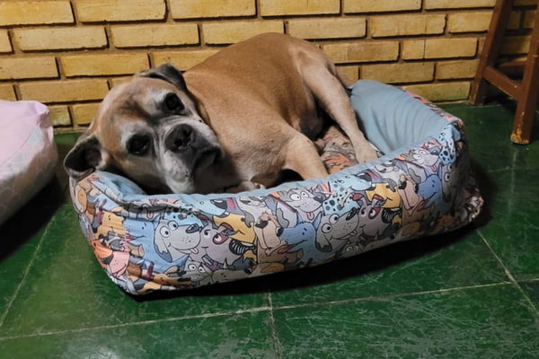 Cão - Metrópoles