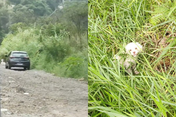 Montagem com duas imagens. À direita, homem arremessando cachorro no matagal. À esquerda, foto do animal - Metrópoles