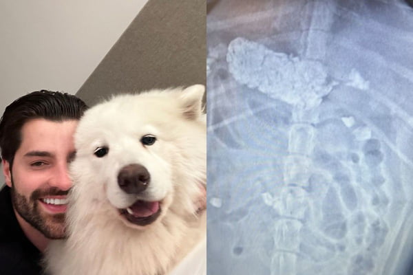 Cachorro de Alok é internado e passa por cirurgia após engolir pedras (3)