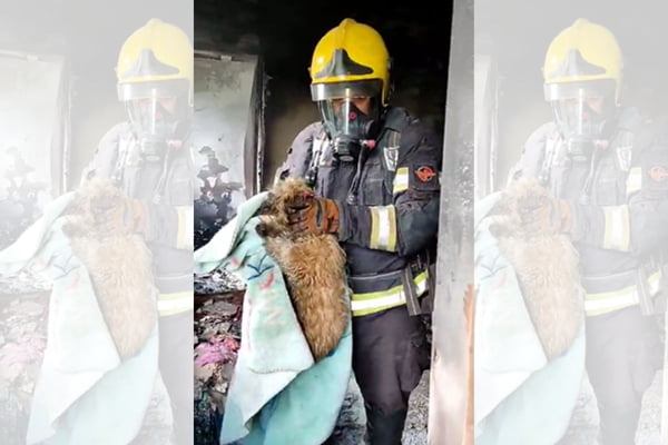Vídeo: bombeiros resgatam cão de incêndio em apartamento