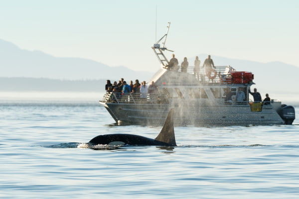Foto colorida de uma orca que surge ao lado de um barco turístico de observação de baleias enquanto os passageiros observam. - Metrópoles