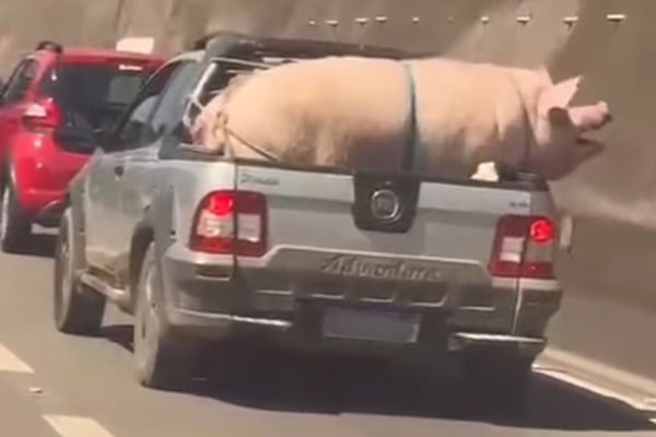foto colorida de porco e cabrito transportados irregularmente em caminhonete na Rodovia Raposo Tavares - Metrópoles