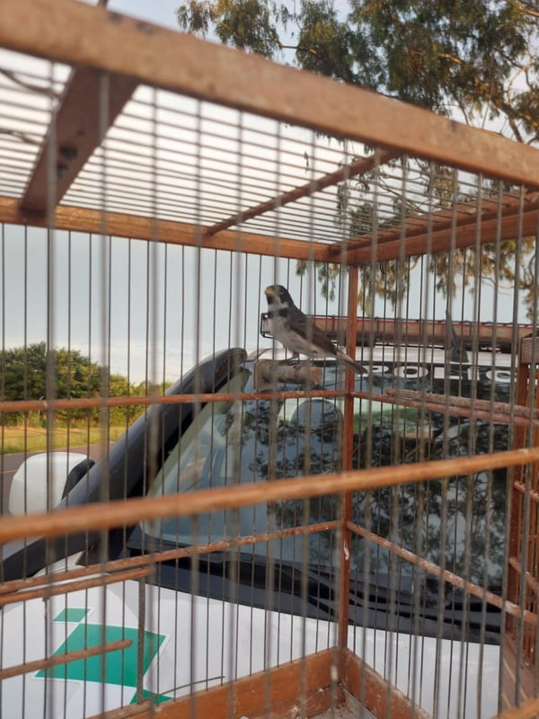 foto colorida de aves silvestres que foram devolvidas à natureza após terem sido resgatadas em Narandiba (SP) - Metrópoles