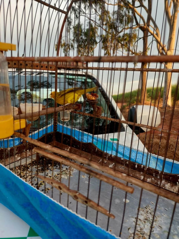 foto colorida de aves silvestres que foram devolvidas à natureza após terem sido resgatadas em Narandiba (SP) - Metrópoles