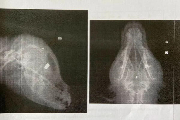 Foto em preto e branco de raio x mostra o projétil alojado na cabeça do pitbull - Metrópoles