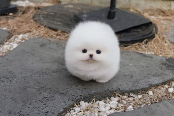 cachorro branco Snowball