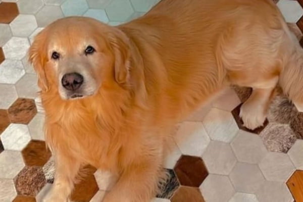 foto colorida do Golden retriever Joca, que morreu em voo da Gol - Metrópoles
