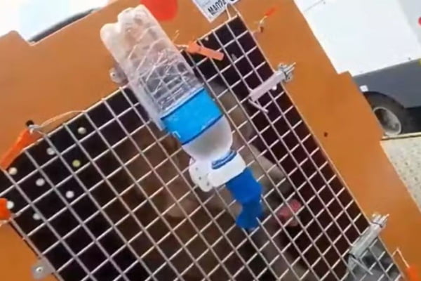 Imagem colorida mostra cão Joca dentro da caixa para transporte aéreo - Metrópoles