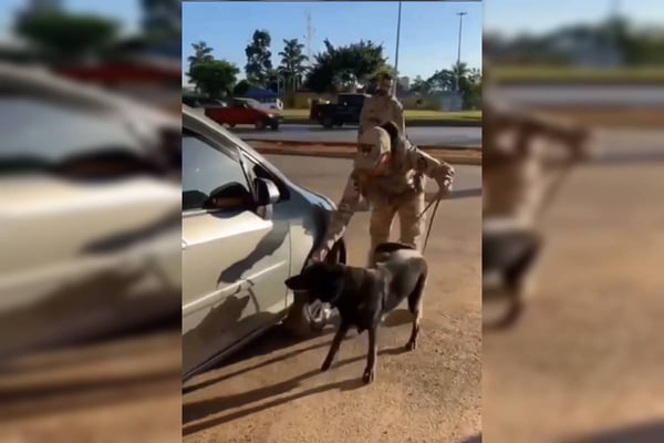 Vídeo: cachorro da PRF acha 10 kg de maconha escondidos em carro