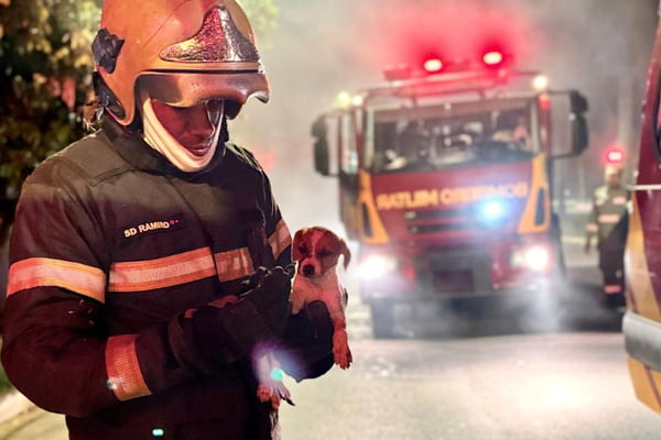 imagem colorida filhote resgatado em incêndio goiania