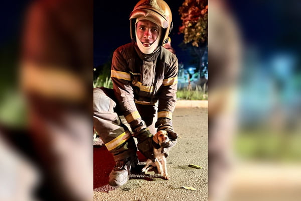 imagem colorida filhote resgatado em incêndio goiania